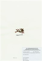 藏品(海木耳)的圖片